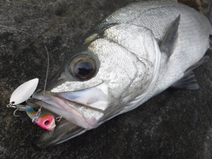 ダイワ モアザン リアルスピン30 Morethan Real Spin30 シーバスルアー専門店 キングフィッシャー